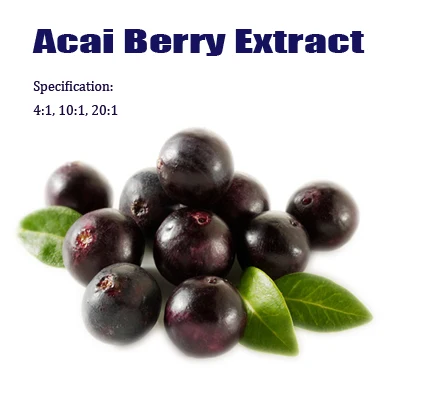 Super Antioxidant Plant Extract Acai Berry Extract /Acai Extract Powder/Acai Berry